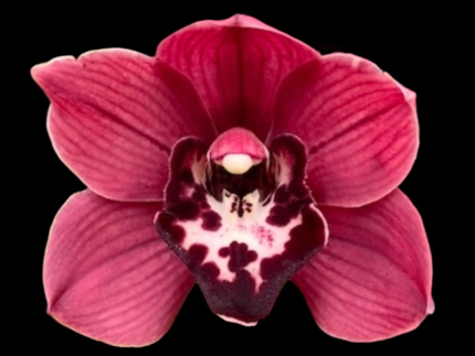 Cymbidium Cumberland Blues 'Purple Haze'