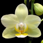 Phalaenopsis Pure Moon “Green Pixie”