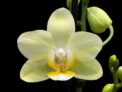 Phalaenopsis Pure Moon “Green Pixie”