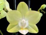 Double Spikes Phalaenopsis Pure Moon “Green Pixie” (3.5" pot) - Image 2