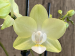 Double Spikes Phalaenopsis Pure Moon “Green Pixie” (3.5" pot) - Image 4