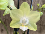 Phalaenopsis Pure Moon “Green Pixie”