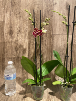 Double Spikes Phalaenopsis I-Hsin Adzuki Bean (Chiu Jih Pearl x I-Hsin Panda) (3.5" pot) - Image 8