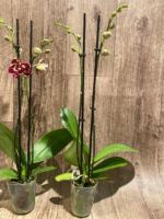 Double Spikes Phalaenopsis I-Hsin Adzuki Bean (Chiu Jih Pearl x I-Hsin Panda) (3.5" pot) - Image 9