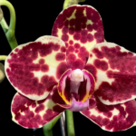 Phalaenopsis I-Hsin Adzuki Bean