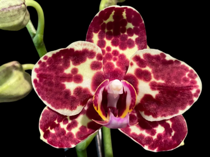 Phalaenopsis I-Hsin Adzuki Bean