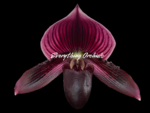 Paphiopedilum QF Wainani x barbatum