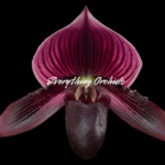 Paphiopedilum QF Wainani x barbatum