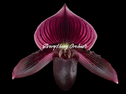 Paphiopedilum QF Wainani x barbatum