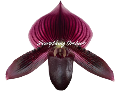 Paphiopedilum QF Wainani x barbatum