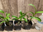 Dendrobium Burana Green 'variegata' (3.5” pot) - Image 7