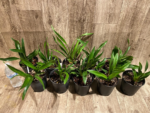 Cymbidium Cali Night ‘Black Shower’ (5" pot) - Image 3