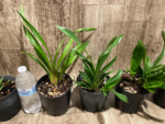 Cymbidium Cali Night ‘Black Shower’ (5" pot) - Image 4