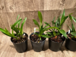 Cymbidium Cali Night ‘Black Shower’ (5" pot) - Image 5