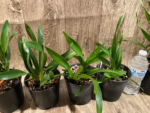 Cymbidium Cali Night ‘Black Shower’ (5" pot) - Image 6