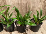 Cymbidium Cali Night ‘Black Shower’ (5" pot) - Image 7