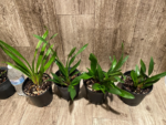 Cymbidium Cali Night ‘Black Shower’ (5" pot) - Image 11