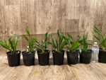 Cymbidium Cali Night ‘Black Shower’ (5" pot) - Image 12