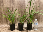 Cymbidium Miss Saigon 'Sedona’ (3.5” pot) - Image 2