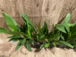 Oncidium Eye Candy 'Pinkie' (3.5” pot) - Image 5