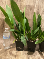 Oncidium Eye Candy 'Pinkie' (3.5” pot) - Image 6
