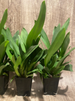 Oncidium Eye Candy 'Pinkie' (3.5” pot) - Image 7