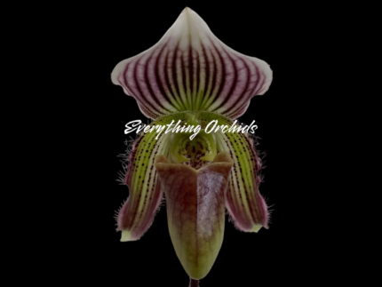 Paphiopedilum Fairy Bird