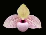 Paph. Lynleigh Koopowitz (2" pot)