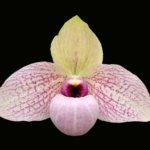 Paph. Lynleigh Koopowitz (2" pot)