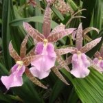 Miltassia Lavender Kiss 'Lavender Taffy' (3" pot)