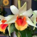 In Buds Dendrobium Dawn Maree x Peng Seng Tall Canes  (3.5” Pot)