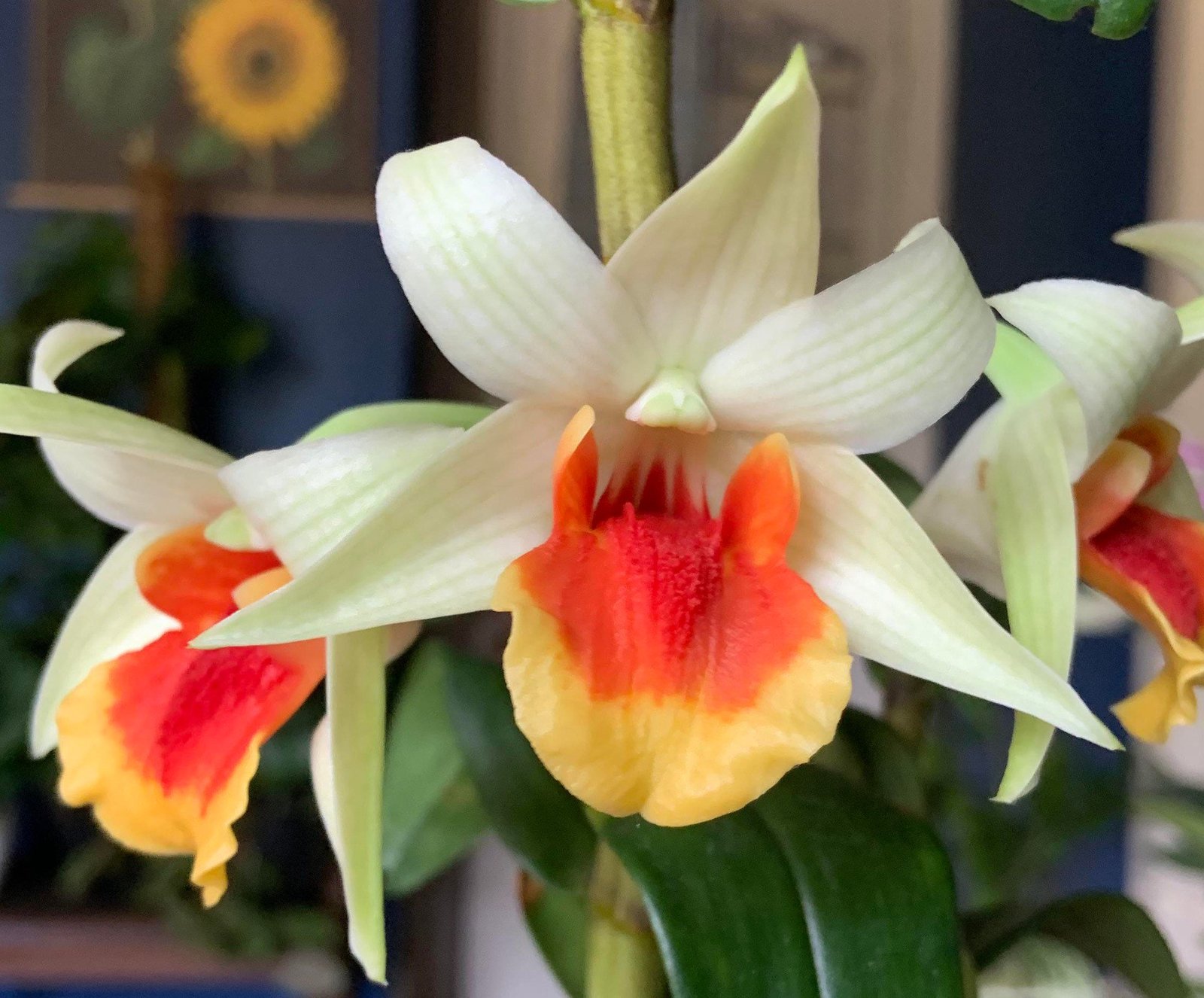 il_fullxfull.4219247535_ifjw.jpg In Buds Dendrobium Dawn Maree x Peng Seng Tall Canes (3.5” Pot) - Image 1