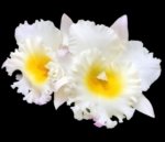 Rlc. Siam White ‘The Best’ (3.5” Pot)