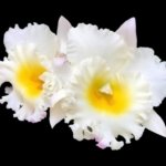 Rlc. Siam White ‘The Best’ (3.5” Pot)