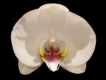 Double Spikes Phalaenopsis Dtps I-Hsin Polar Bear (4.5" pot) - Image 3