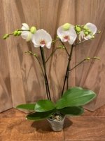 Double Spikes Phalaenopsis Dtps I-Hsin Polar Bear (4.5" pot) - Image 6