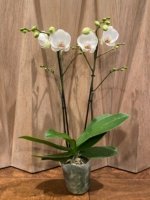 Double Spikes Phalaenopsis Dtps I-Hsin Polar Bear (4.5" pot) - Image 5