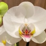 Double Spikes Phalaenopsis Dtps I-Hsin Polar Bear (4.5" pot)