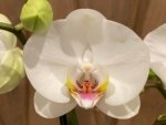 Double Spikes Phalaenopsis Dtps I-Hsin Polar Bear (4.5" pot) - Image 2