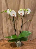 Double Spikes Phalaenopsis Dtps I-Hsin Polar Bear (4.5" pot) - Image 4