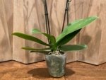 Double Spikes Phalaenopsis Dtps I-Hsin Polar Bear (4.5" pot) - Image 7