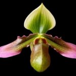In Spike - Paph. hookerae x sib (2” pot)