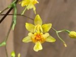 In Spikes - Fragrant Mini Oncidium Twinkle ‘Oro’ (2” Pot) - Image 3