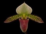 In Spike Paphiopedilum Chiara (Iawrenceanum v. hyeanum x sukhakulii) (2” Pot)