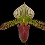 In Spike Paphiopedilum Chiara (Iawrenceanum v. hyeanum x sukhakulii) (2” Pot)