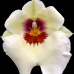 IN SPIKE - Miltoniopsis Arthur Cobbledick 'Springtime' (3.5" Pot)