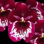 Double Spikes Miltoniopsis Lennart Karl Gottling 'Red Rim' (Timberline x Pearl Ono) (3.5" pot)