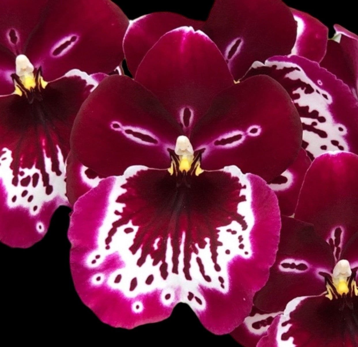 il_fullxfull.5810797719_menr.jpg Quadruple Spikes Miltoniopsis Lennart Karl Gottling 'Red Rim' (Timberline x Pearl Ono) (3.5" pot) - Image 1