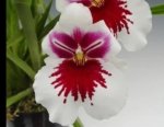 In Spikes Miltoniopsis White Truffle 'Bright Eyes' (3.5" pot)
