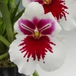 In Spikes Miltoniopsis White Truffle 'Bright Eyes' (3.5" pot)